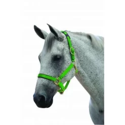 Roma Brights Breakaway Headcollar