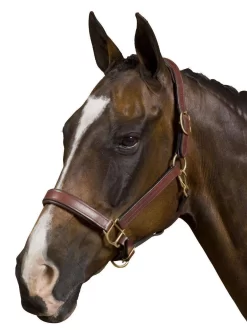 Collegiate Deluxe Padded Breakaway Headcollar