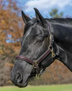 Shires Avignon Padded Leather Halter