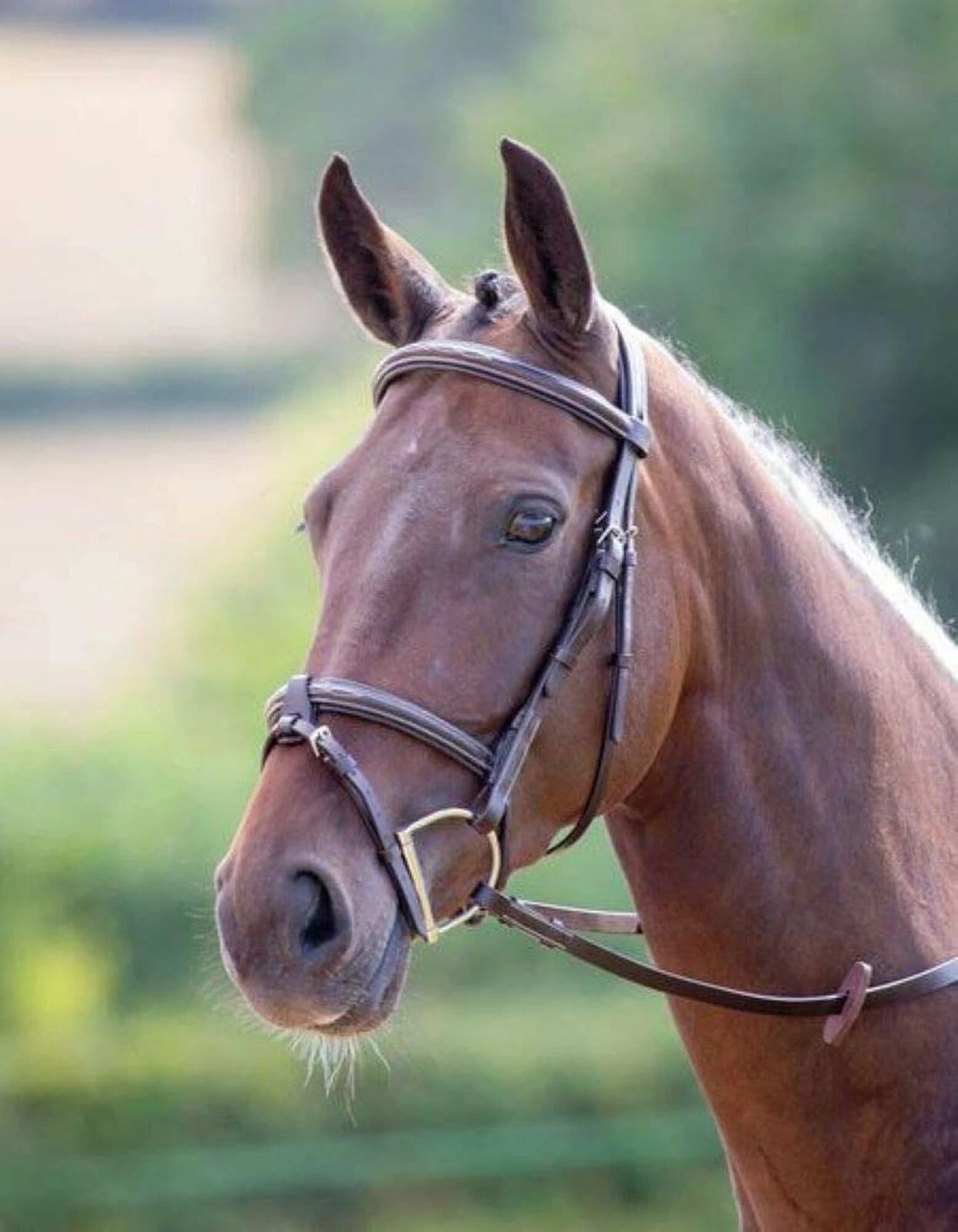 Shires Avignon Portland Bridle