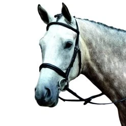 Collegiate Essential Padded Raised Cavesson Bridle