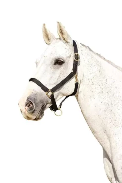 Kincade Webbed Headcollar With Leather Crown