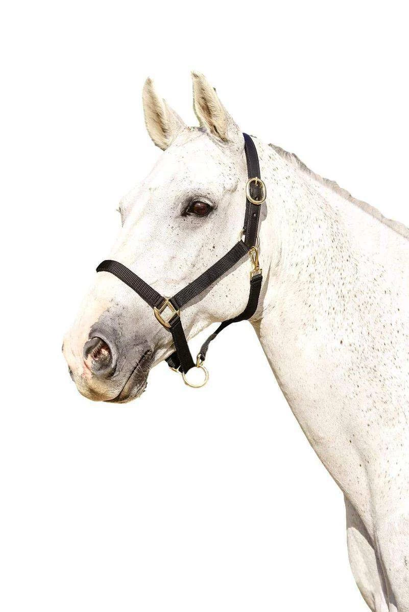 Kincade Webbed Headcollar With Leather Crown