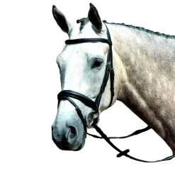 Collegiate Essential Padded Raised Flash Bridle