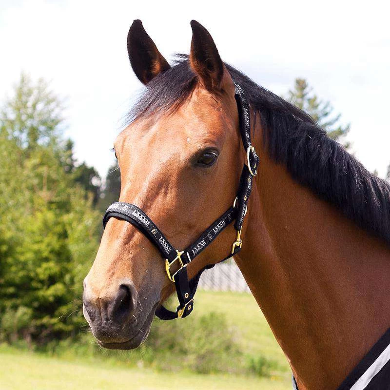 Horze Hamptons Halter - Image 2