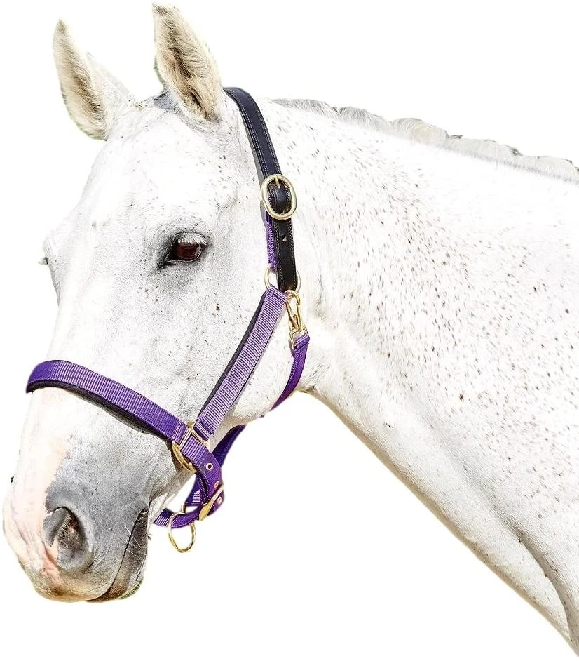 Kincade Deluxe Webbed Headcollar With Leather Crown - Image 4