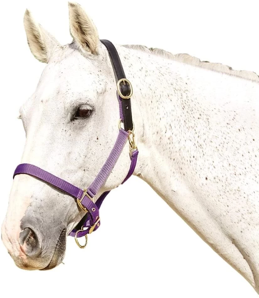 Kincade Webbed Headcollar With Leather Crown - Image 3