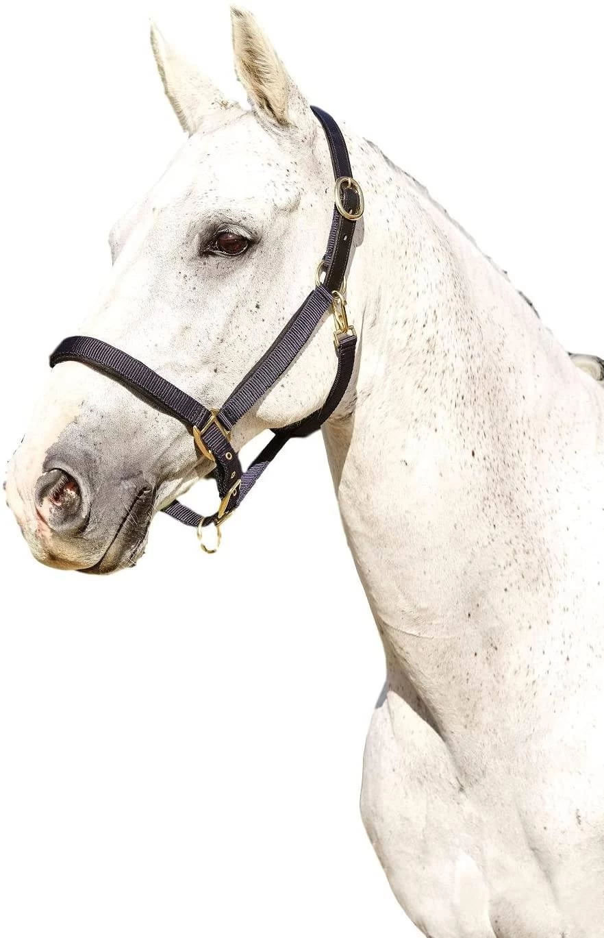 Kincade Deluxe Webbed Headcollar With Leather Crown - Image 3