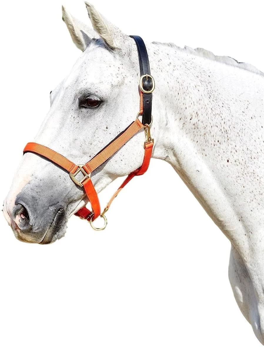 Kincade Deluxe Webbed Headcollar With Leather Crown - Image 5