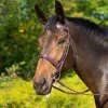 Shires Avignon Middleburg Bridle