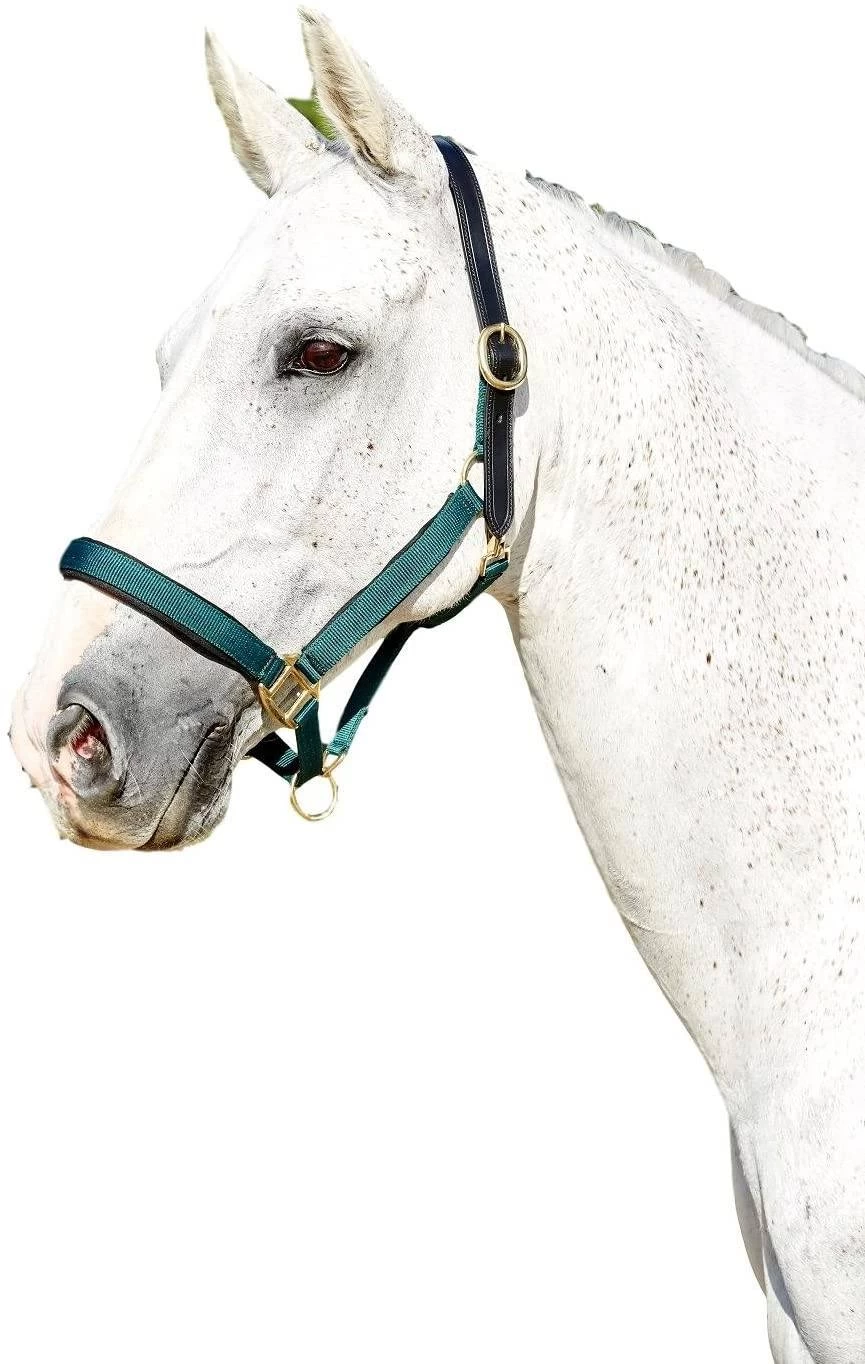 Kincade Deluxe Webbed Headcollar With Leather Crown - Image 2