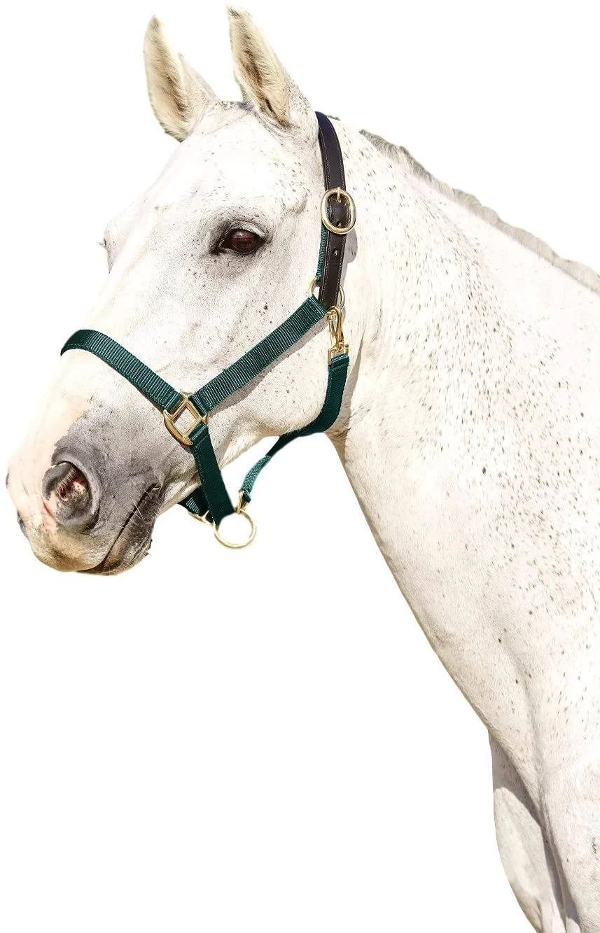 Kincade Webbed Headcollar With Leather Crown - Image 2