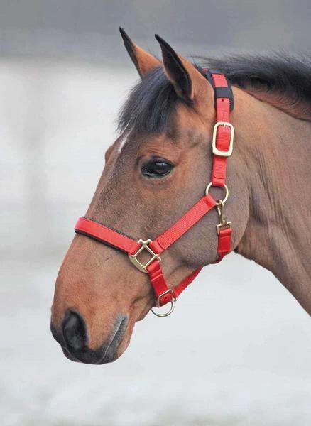 Shires Topaz Leather Breakaway Nylon Halter - Image 9