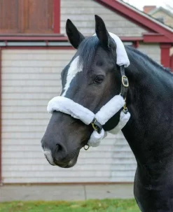 Shires Supafleece Halter Set