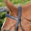 Shires Fancy Figure 8 Phoenix Bridle