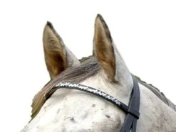 Shires Browband