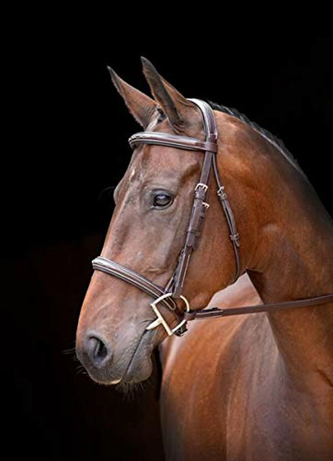 Shires Rossano Amalfi Bridle
