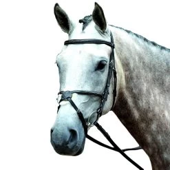 Collegiate Essential Padded Raised Fancy Stitched Figure 8 Bridle