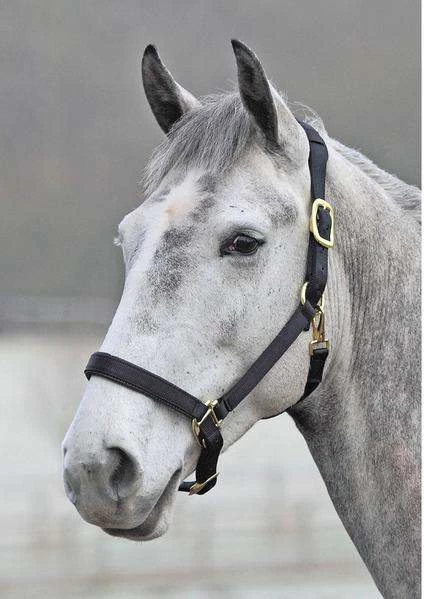 Shires Topaz Leather Breakaway Nylon Halter