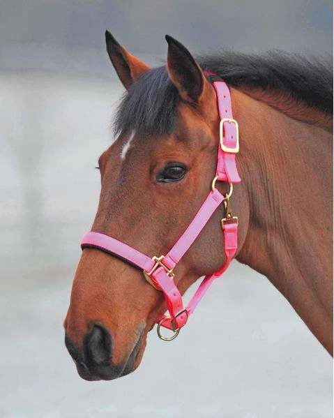 Shires Topaz Leather Breakaway Nylon Halter - Image 6