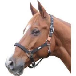 Roma Breakaway Headcollar II