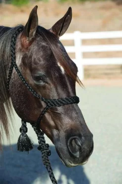 Professional's Choice Cowboy Braided Halter